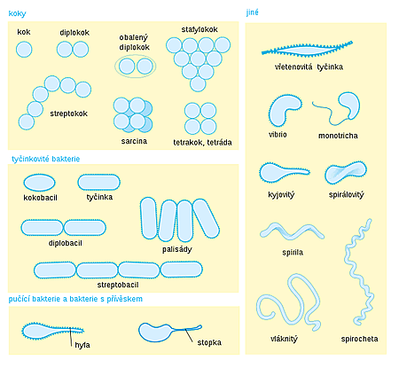 tvary bakterií